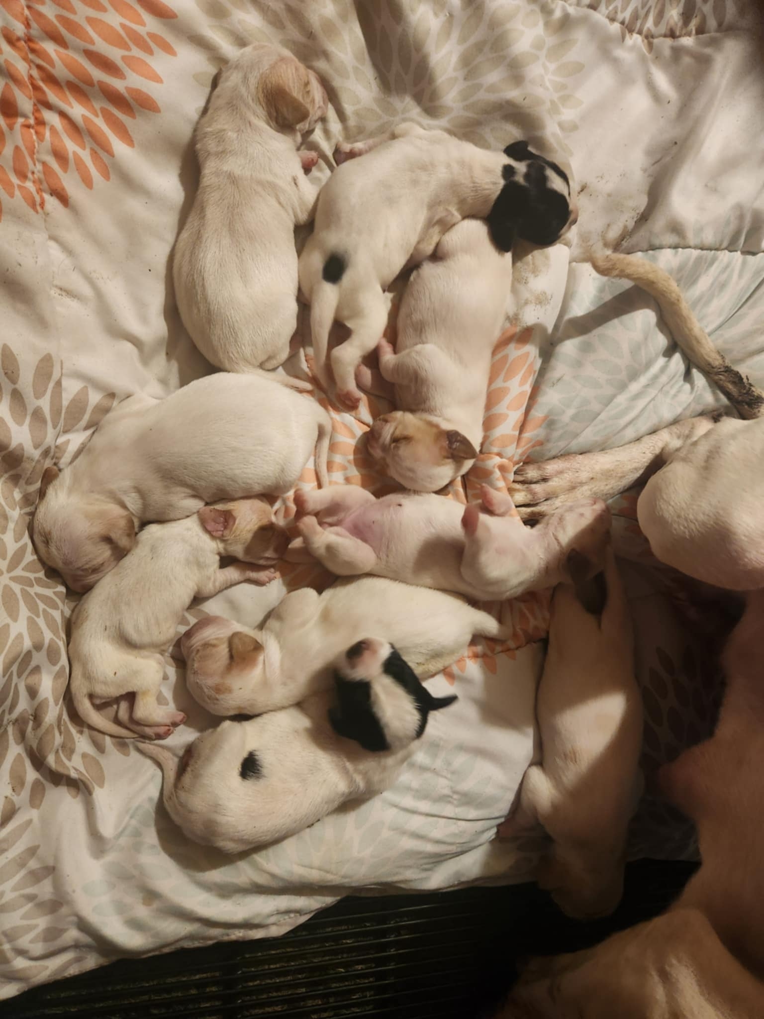 TORRENT X OUTSPOKEN PUPPIES